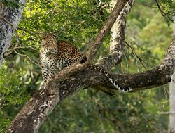 20211002175238 Leopard in a Nagarhole National Park